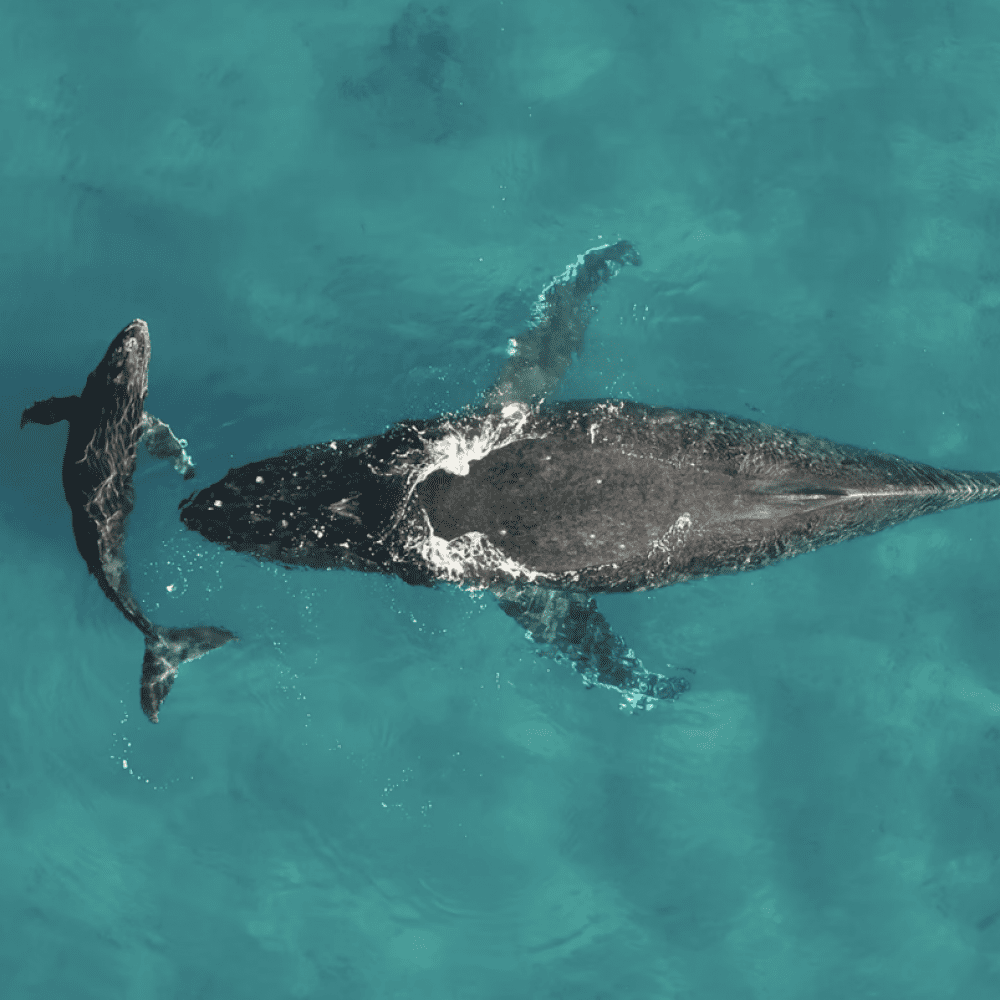 Screenshot 2025-03-12 at 2.38.31 PM